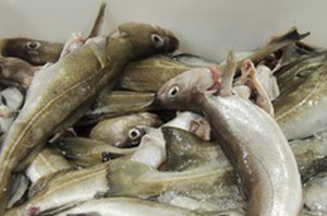 15 Poissons DANGER 15 Poissons DANGER
